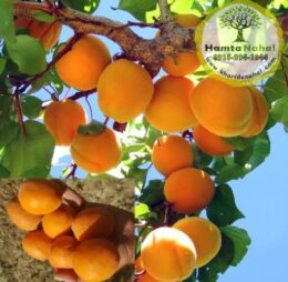 نهال زردآلو انبه ای