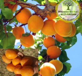 نهال زردآلو انبه ای