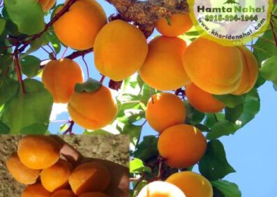 نهال زردآلو انبه ای