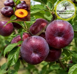 خرید نهال آلو انجیری