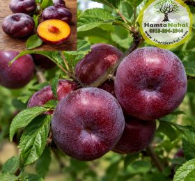 خرید نهال آلو انجیری