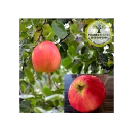 نهال به قرمز