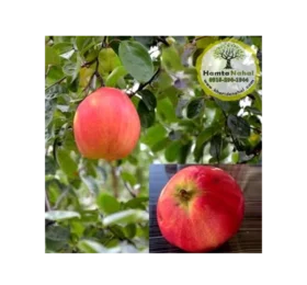 نهال به قرمز