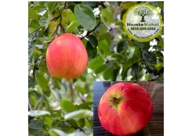 نهال به قرمز