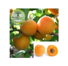 نهال زردآلو قیسی