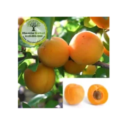 نهال زردآلو قیسی