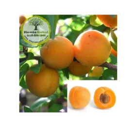 نهال زردآلو قیسی