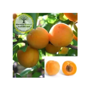 زردآلو قیسی