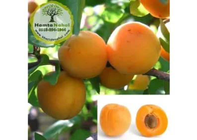 نهال زردآلو قیسی