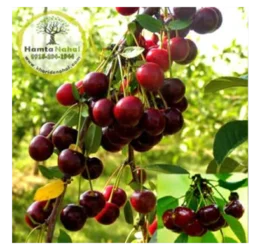 خرید نهال آلبالو سیگانی