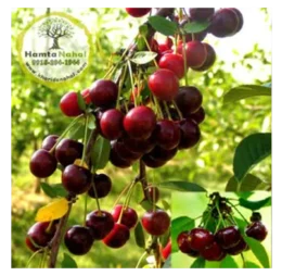 نهال آلبالو سیگانی