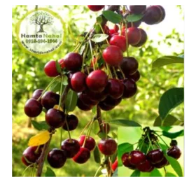 نهال آلبالو سیگانی