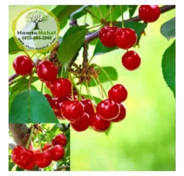 خرید نهال آلبالو گیسی