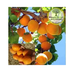 نهال زردآلو انبه ای