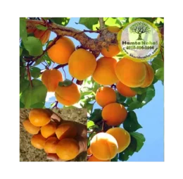 نهال زردآلو انبه ای