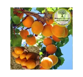 نهال زردآلو انبه ای