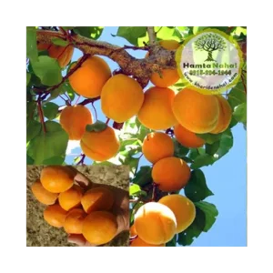 خرید نهال زردآلو انبه ای