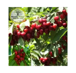 خرید نهال گیلاس استلا