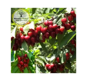 نهال گیلاس استلا