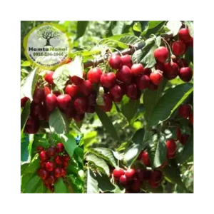 خرید نهال گیلاس استلا