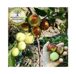 Li نهال عناب چینی واریته