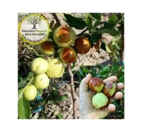 Li نهال عناب چینی واریته