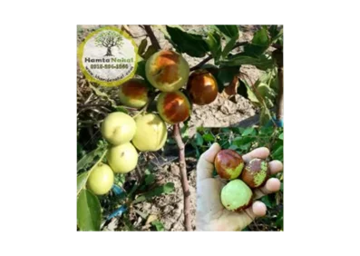 Li نهال عناب چینی واریته