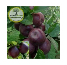 نهال سیب میراکل