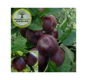 نهال سیب میراکل