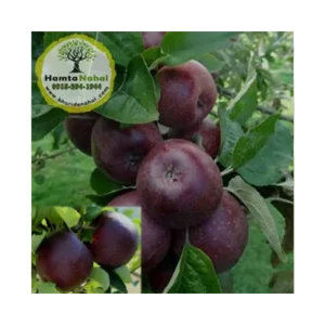 خرید نهال سیب میراکل