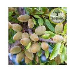 خرید نهال بادام سوپرنوا