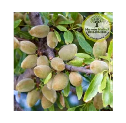 نهال بادام سوپرنوا