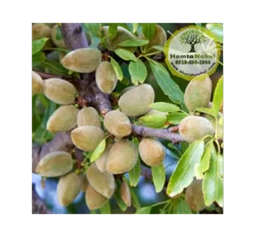 نهال بادام سوپرنوا