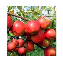 نھال سیب فوجی