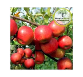 نھال سیب فوجی