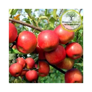 خرید نھال سیب فوجی