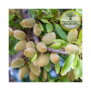 خرید نهال بادام سوپرنوا