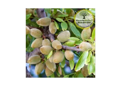 خرید نهال بادام سوپرنوا