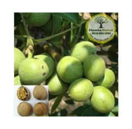 نهال گردو ژنوتیپ برتر