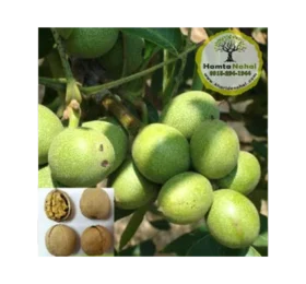 نهال گردو ژنوتیپ برتر