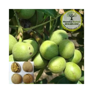 خرید نهال گردو ژنوتیپ برتر