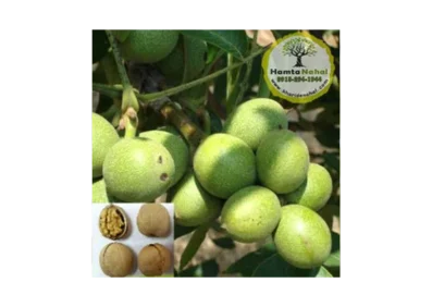 خرید نهال گردو ژنوتیپ برتر