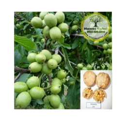 خرید نهال گردو پیوندی پدرو