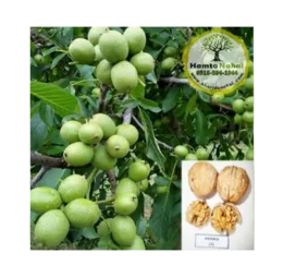 نهال گردو پیوندی پدرو