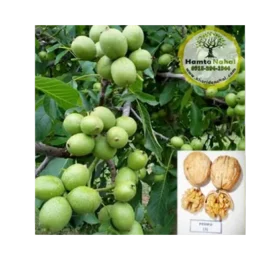 نهال گردو پیوندی پدرو