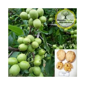 خرید نهال گردو پیوندی پدرو