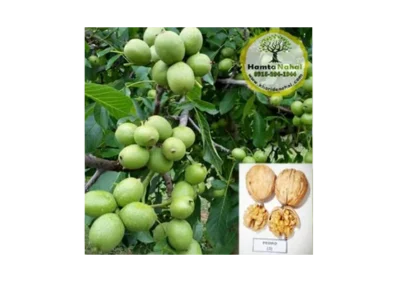 خرید نهال گردو پیوندی پدرو