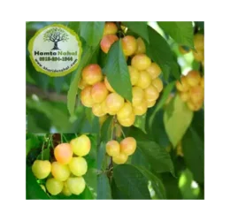 خریدنهال گیلاس زرد دانشکده