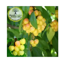 نهال گیلاس زرد دانشکده