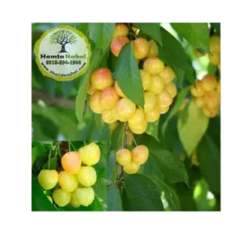 نهال گیلاس زرد دانشکده